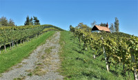/album/kleeblattweg-3-leutschach-7-oktober-2024/leutschach-kleeblattweg-3-07-10-2024-30-jpg/